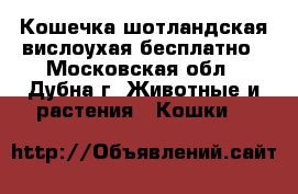 Кошечка шотландская вислоухая бесплатно - Московская обл., Дубна г. Животные и растения » Кошки   